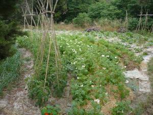 Vull crear un espai bonic i abundant en UN TERRENY desaprofitat