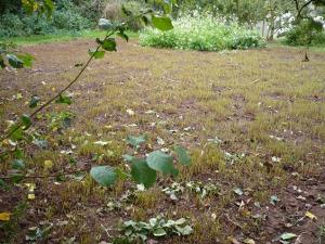 adob verd- sègol (Primrose Farm)