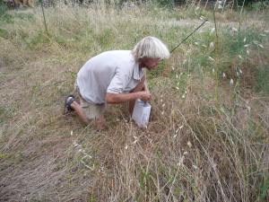 Recollint llavors de veça silvestre