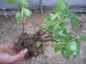 Cada brot una planta de moniato