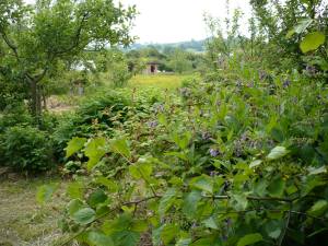 Forest Garden de Primrose Farm, el primer que vam conèixer