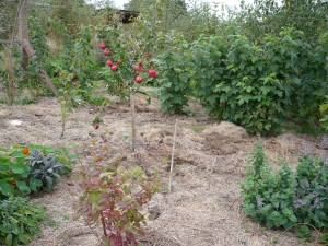 Forest Garden en els seus primers estadis (Karuna, Anglaterra)
