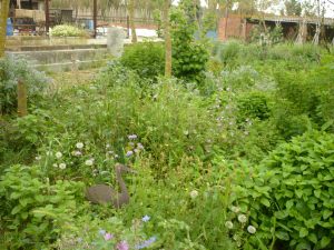 El nostre verger inicial a Phoenicurus, amb plantes comestibles, aromàtiques, arbustos i petits arbres fruiters