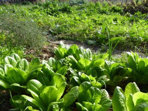 VULL APRENDRE TÈCNIQUES D'HORT respectuoses amb la natura