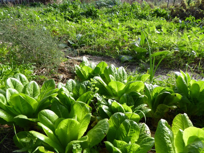 VULL APRENDRE TÈCNIQUES D'HORT respectuoses amb la natura