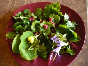 Amanida que conté Pimpinella saxifraga i altres fulles del verger