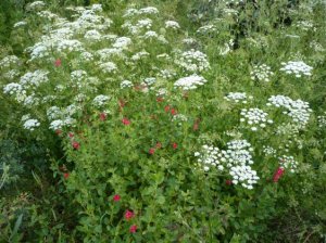 Pimpinella saxífraga florida, fent contrast amb una sàlvia microphylla