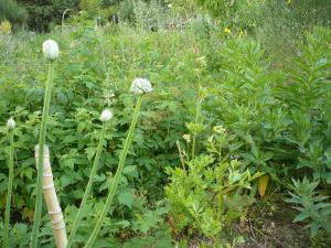 levisc-entre-gerds-onagra-i-allium