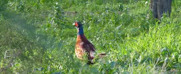 p1020967-red-i-escapcat