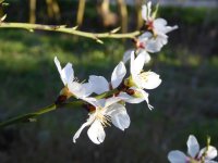 Un jove ametller: les primeres flors de la seva vida