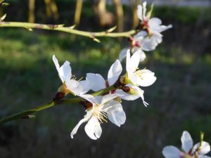 Un jove ametller: les primeres flors de la seva vida