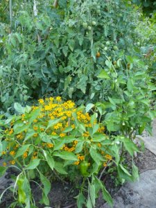 Hort Natural - 18 i 19 de març